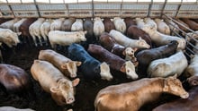Cattle in feedlot