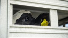 A dairy cow being transported to slaughter