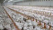 Broiler chickens in a factory farm