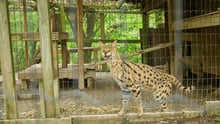A captive serval in a roadside zoo in Ontario