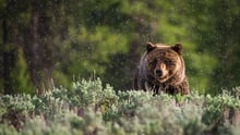 A bear in the wild