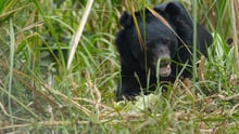 Rescued bear in sanctuary