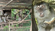 Jono the rescued monkey after rescue