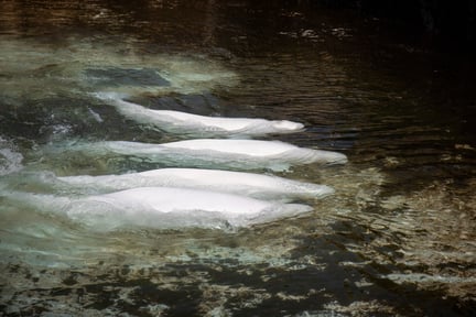 Belugas preparing for transfer