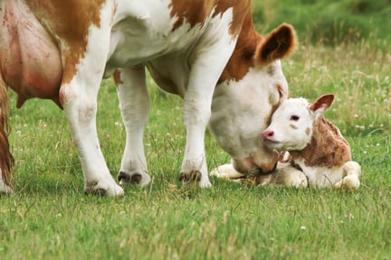 Mother cow with calf laying on grass