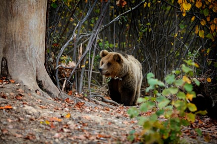 A bear in the wild