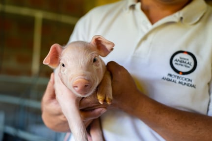 World Animal Protection team member holding pig