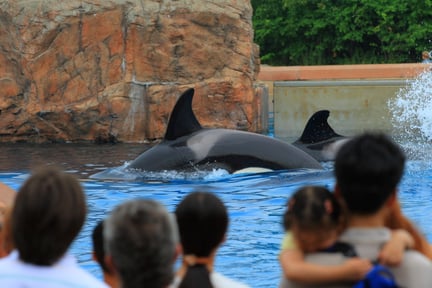 Crowd watching captive orca whales