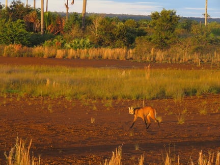 A Maned Wolf in the wild