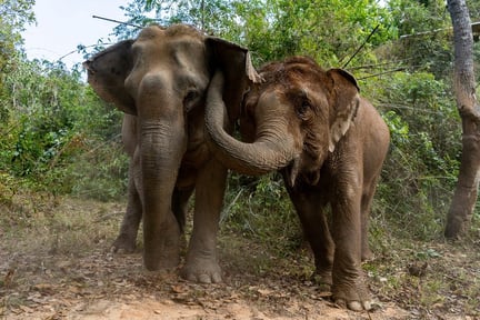 Two elephants hugging