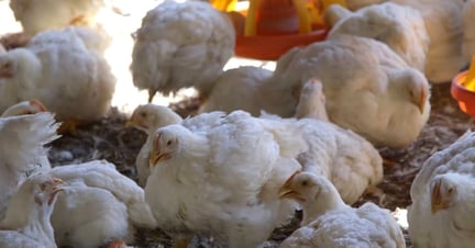 28 day old broiler chickens in a commercial indoor system.