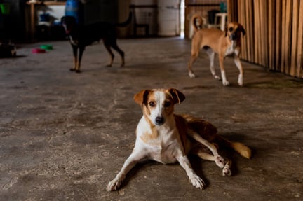 Dog being evacuated from a home in the Amazon rainforest close to a fire - World Animal Protection - Animals in disasters