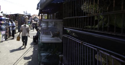 A wildlife market in Indonesia