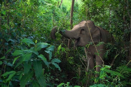 Elephant in sanctuary
