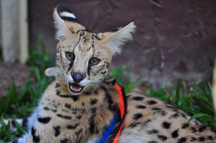A wild cat serval pet as a pet