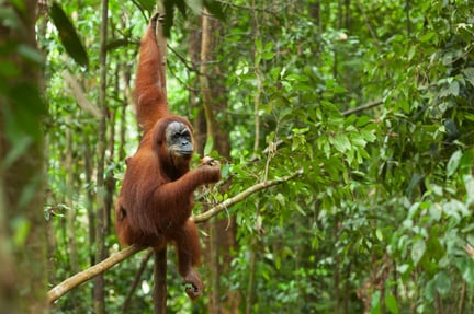 An orangutan in a Gunung Leuser Orangutan Heritage Area