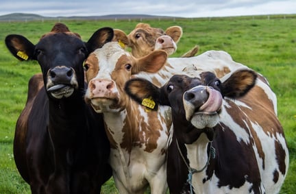 Curious cows staring at the camera with their tongues out