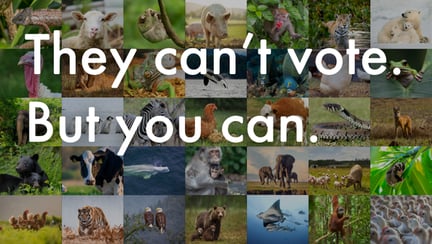 They can't vote. But you can. Vote for animals.