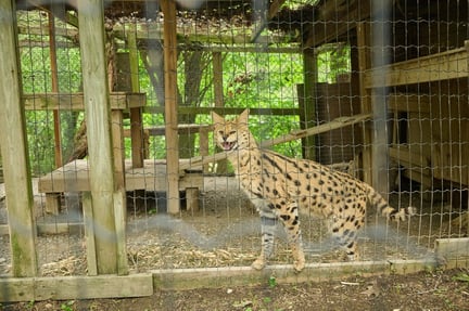 A captive serval in a roadside zoo in Ontario