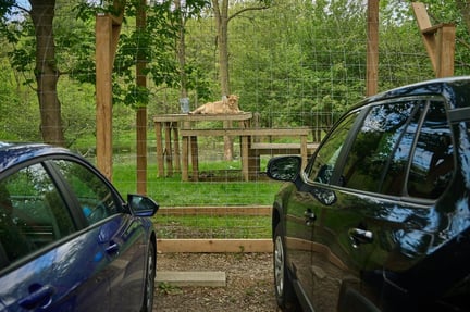 A lion at a roadside zoo