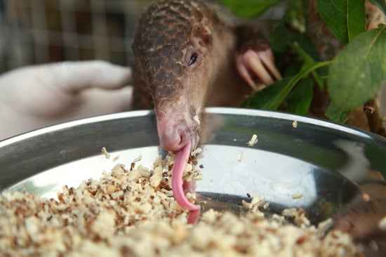 Pangolin eating food