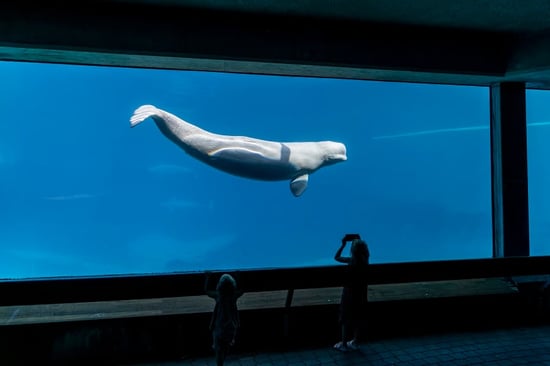 A beluga at Marineland