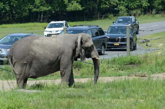 Joyce the captive elephant at Six Flags