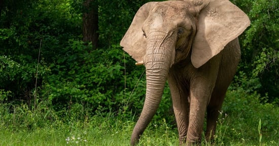 Mundi the rescued elephant in sanctuary