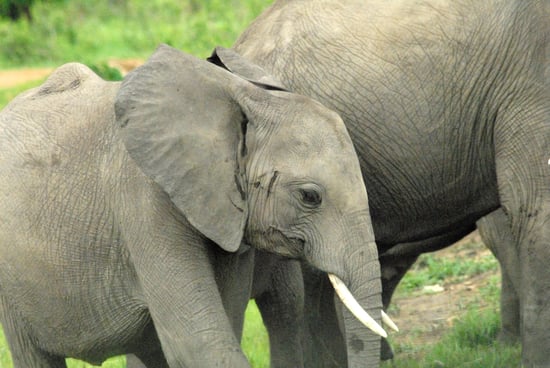elephant tours