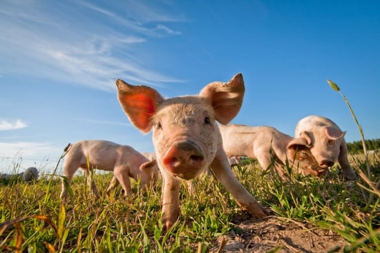 Piglets outside on a high welfare farm