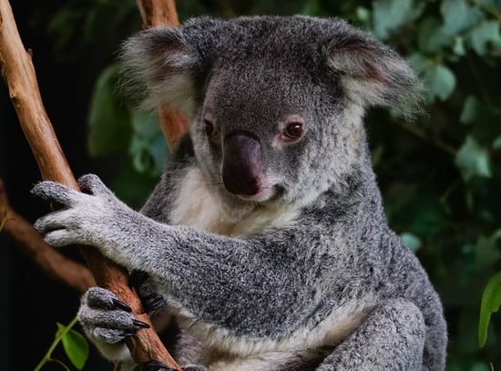 Koala in the wild