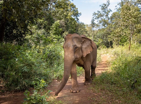 An elephant in the wild