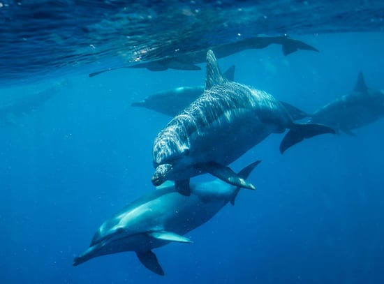 Dolphins in the wild