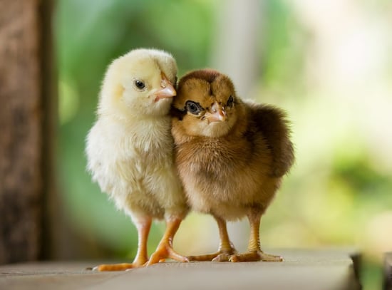 Two chicken chicks