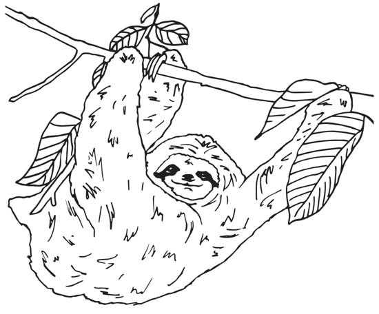 Sloth colouring page