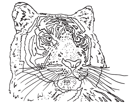 Tiger colouring page