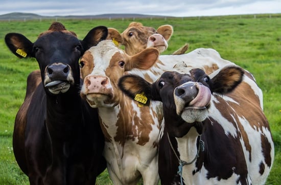 Curious cows staring at the camera with their tongues out