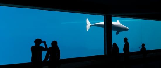Beluga at Marineland