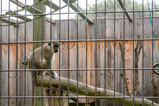 A primate in a cage in a roadside zoo in Ontario