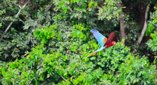 A parrot flying through the wild