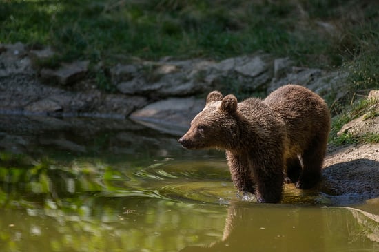 A bear cub in a sanctuary