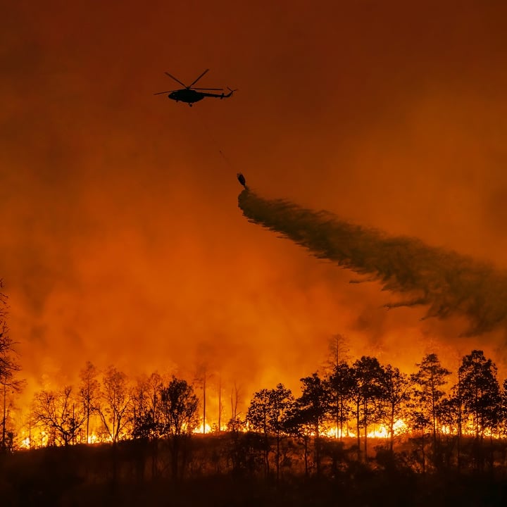 How your support helped animals affected by the LA wildfires