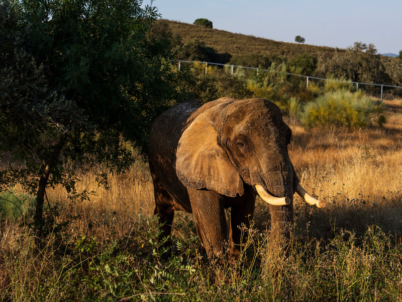 Julie - Credit: Pangea Elephant Sanctuary / Wade Million