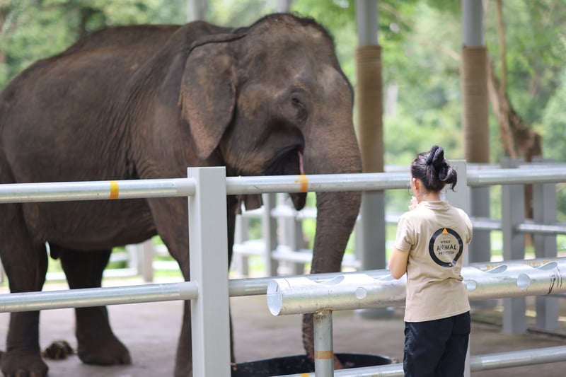 World animal protection team member with elephant