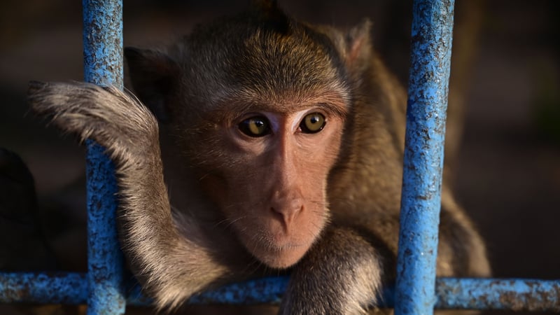 Monkey in cage