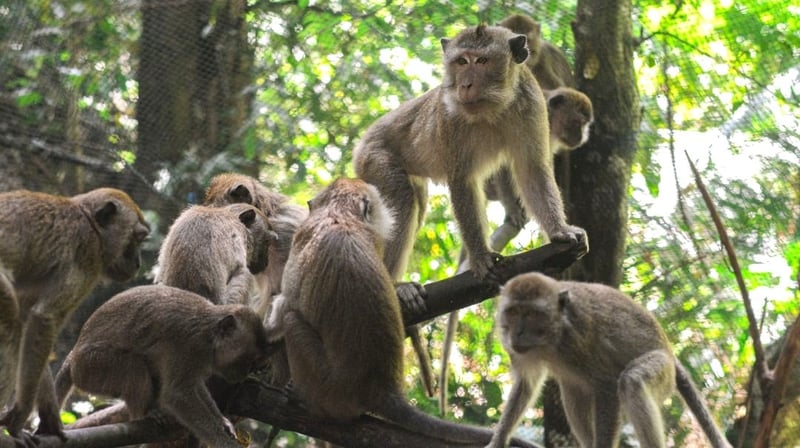 Rescued monkeys return to wild