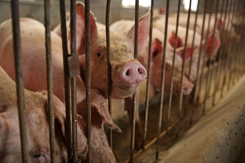 Pigs on a factory farm