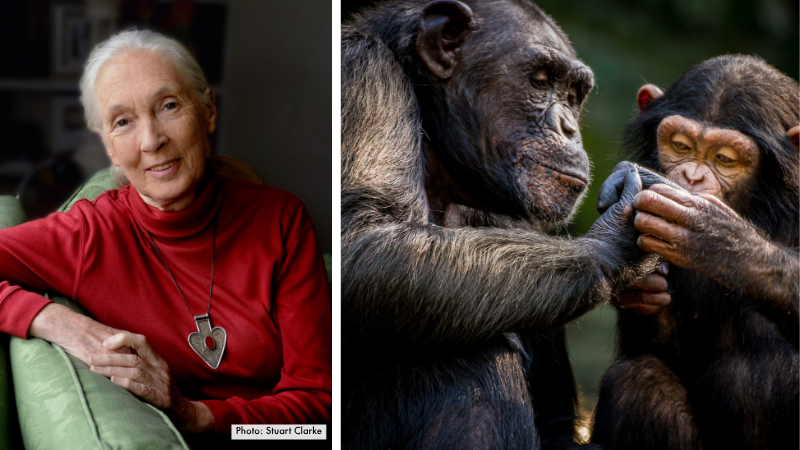 Dr Jane Goodall