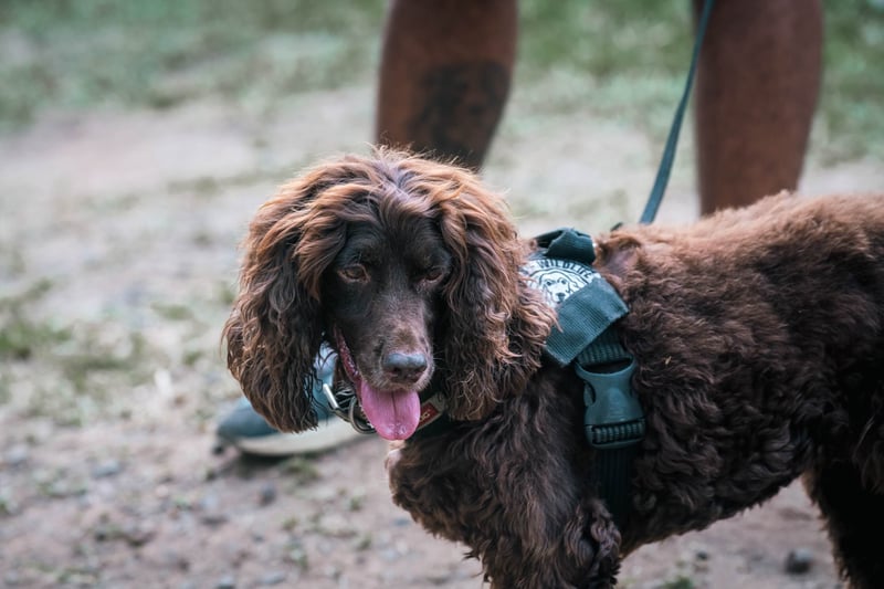 Bailey the detection dog