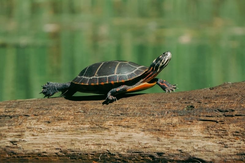 Painted turtle resting on on log